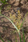 Yellow nutsedge <BR>Chufa